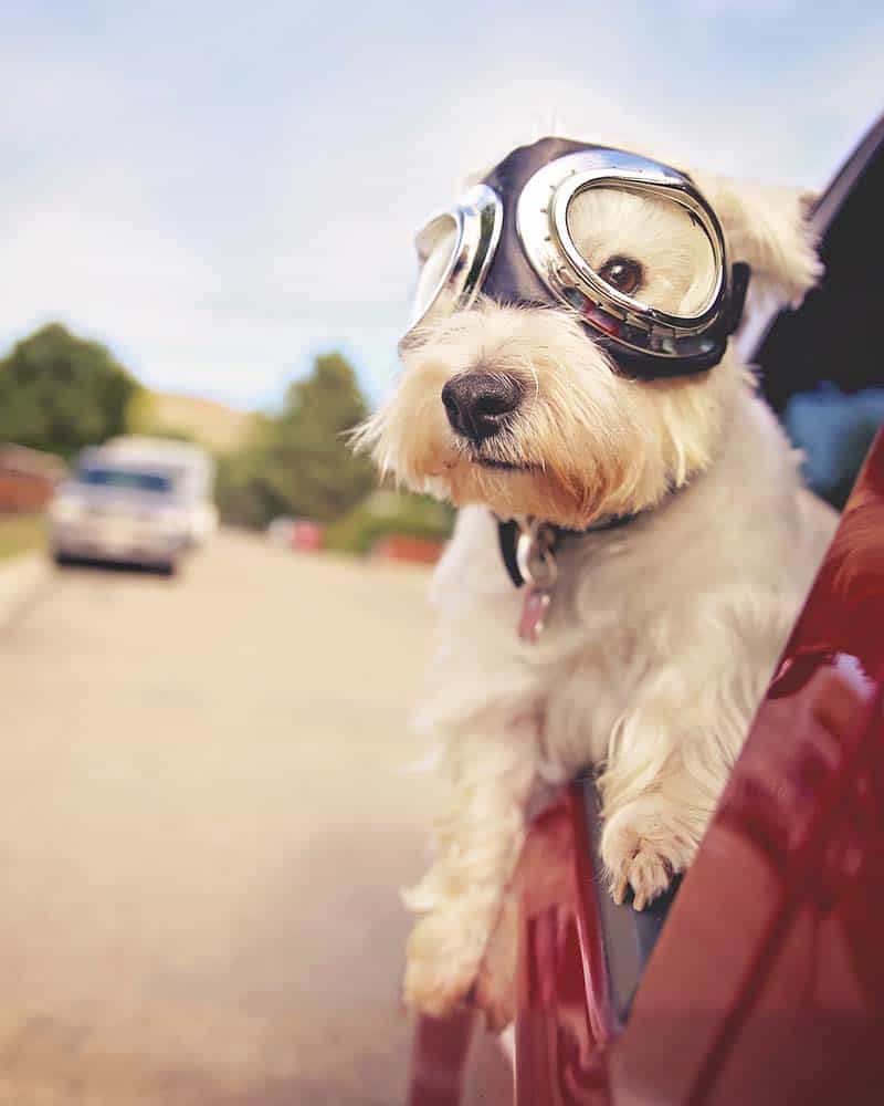 dog with eye gear peeking in a car