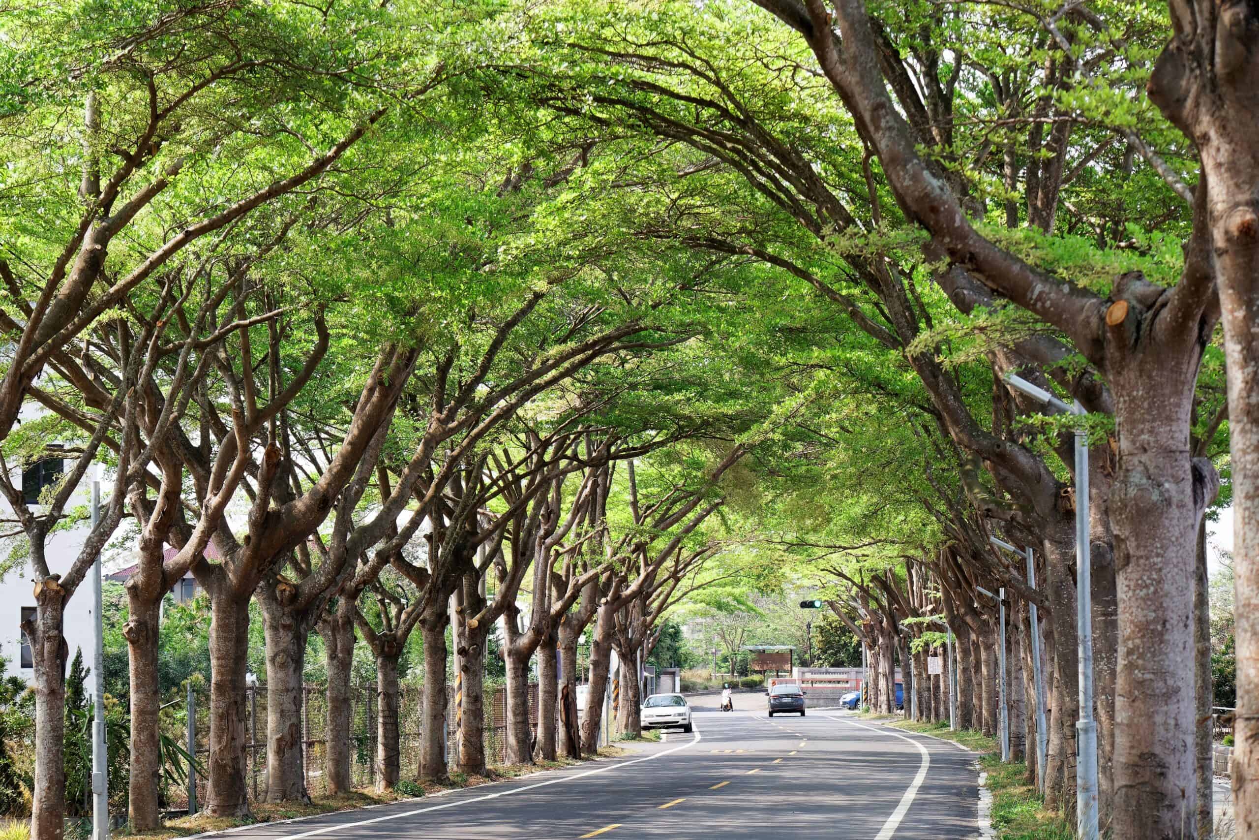 tree tunnel